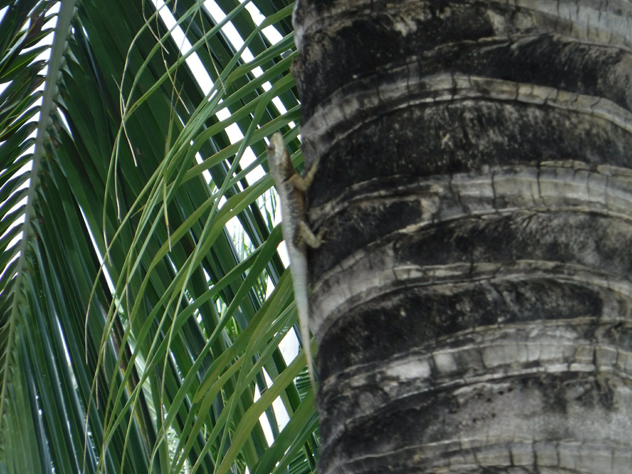 cool lizard