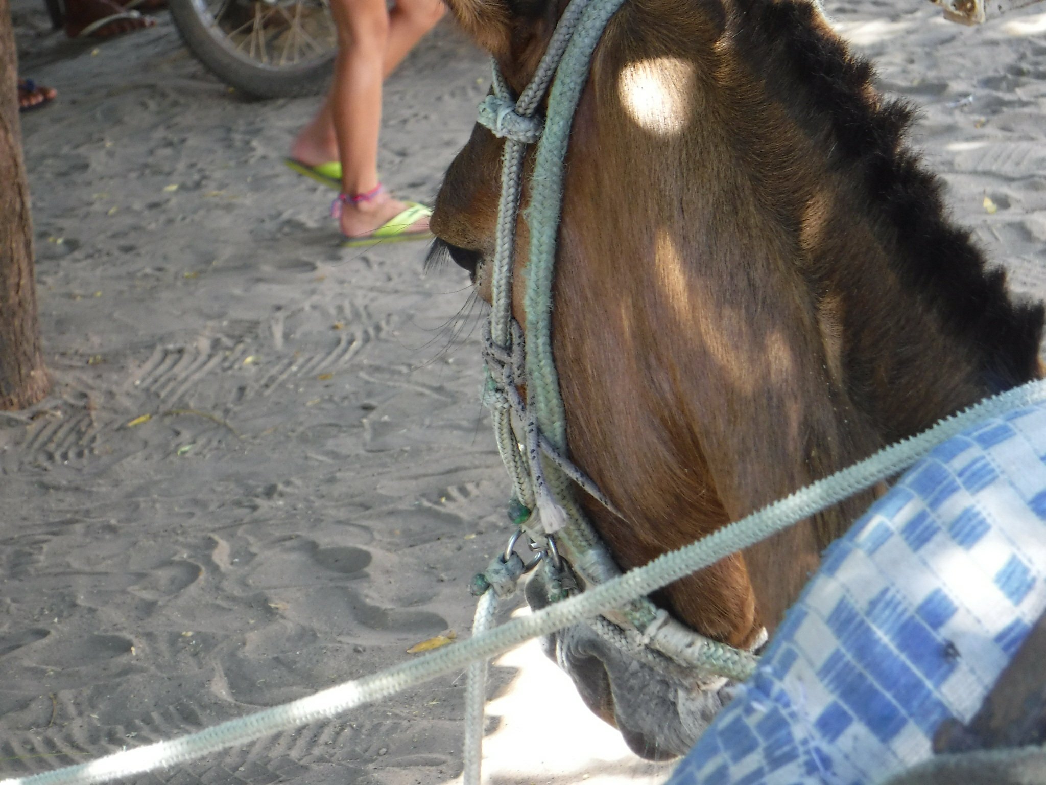 mule cart