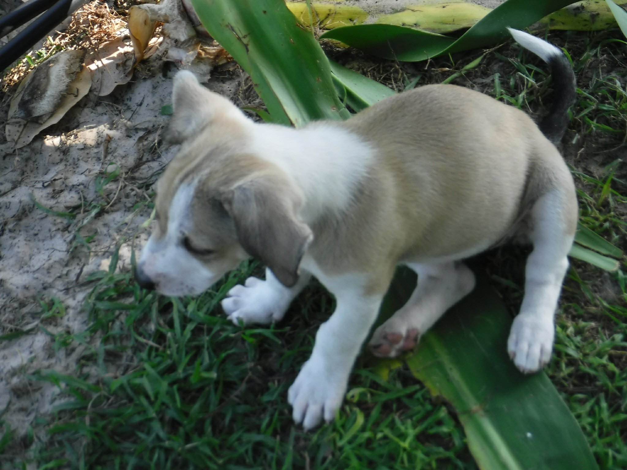 adorable puppie