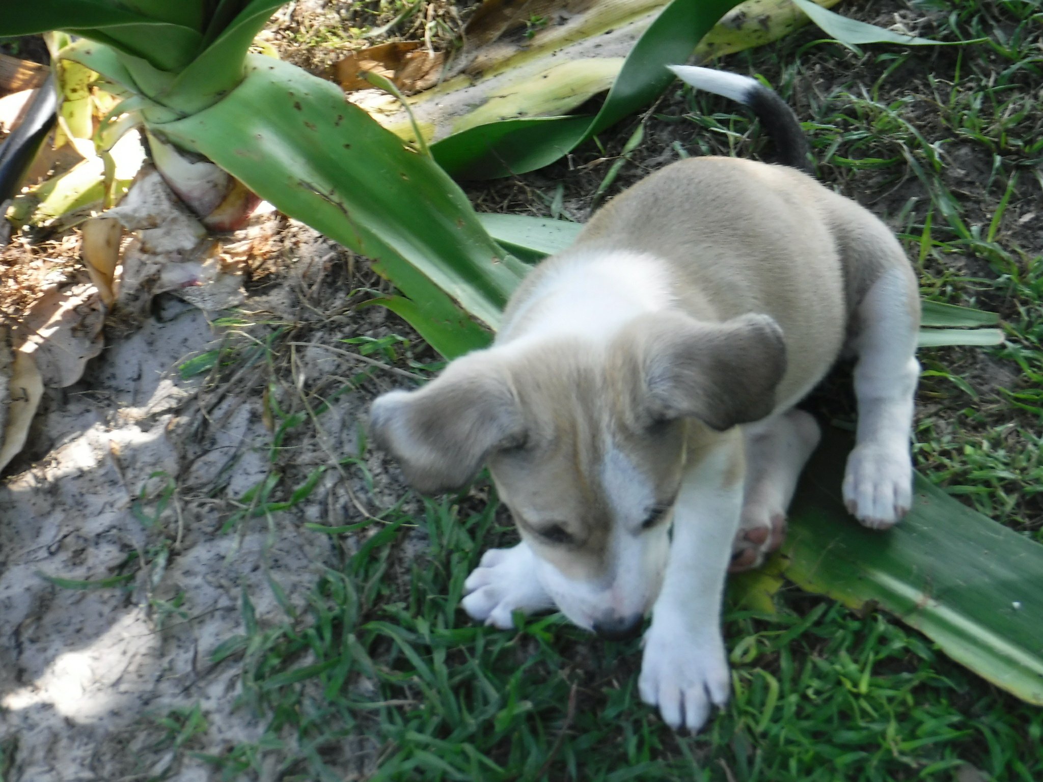 adorable puppie