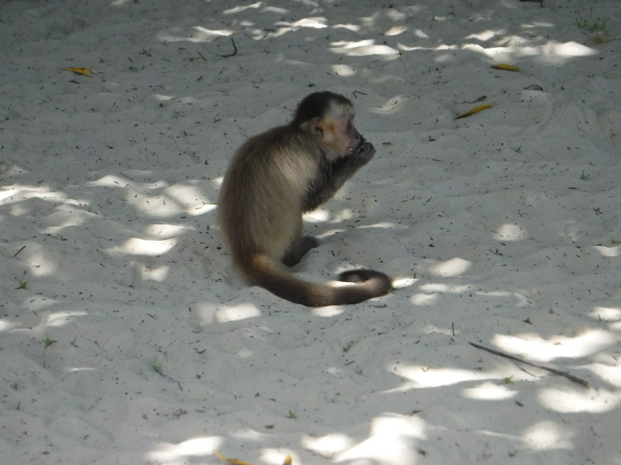 cheeky monkeys
