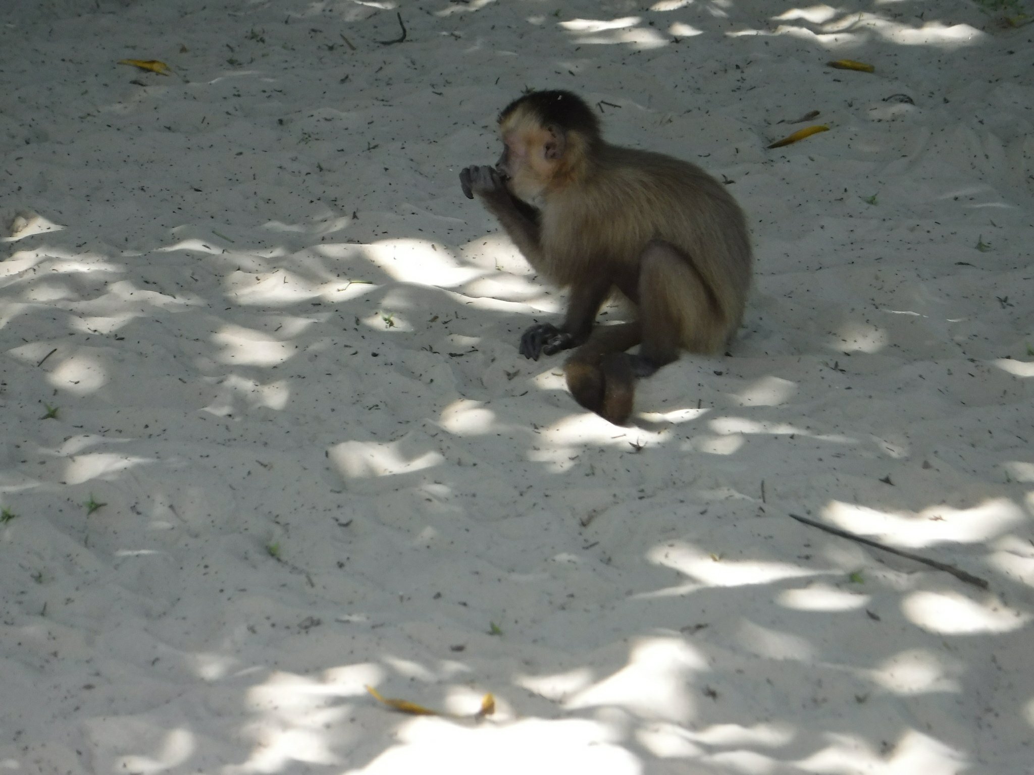 cute monkey