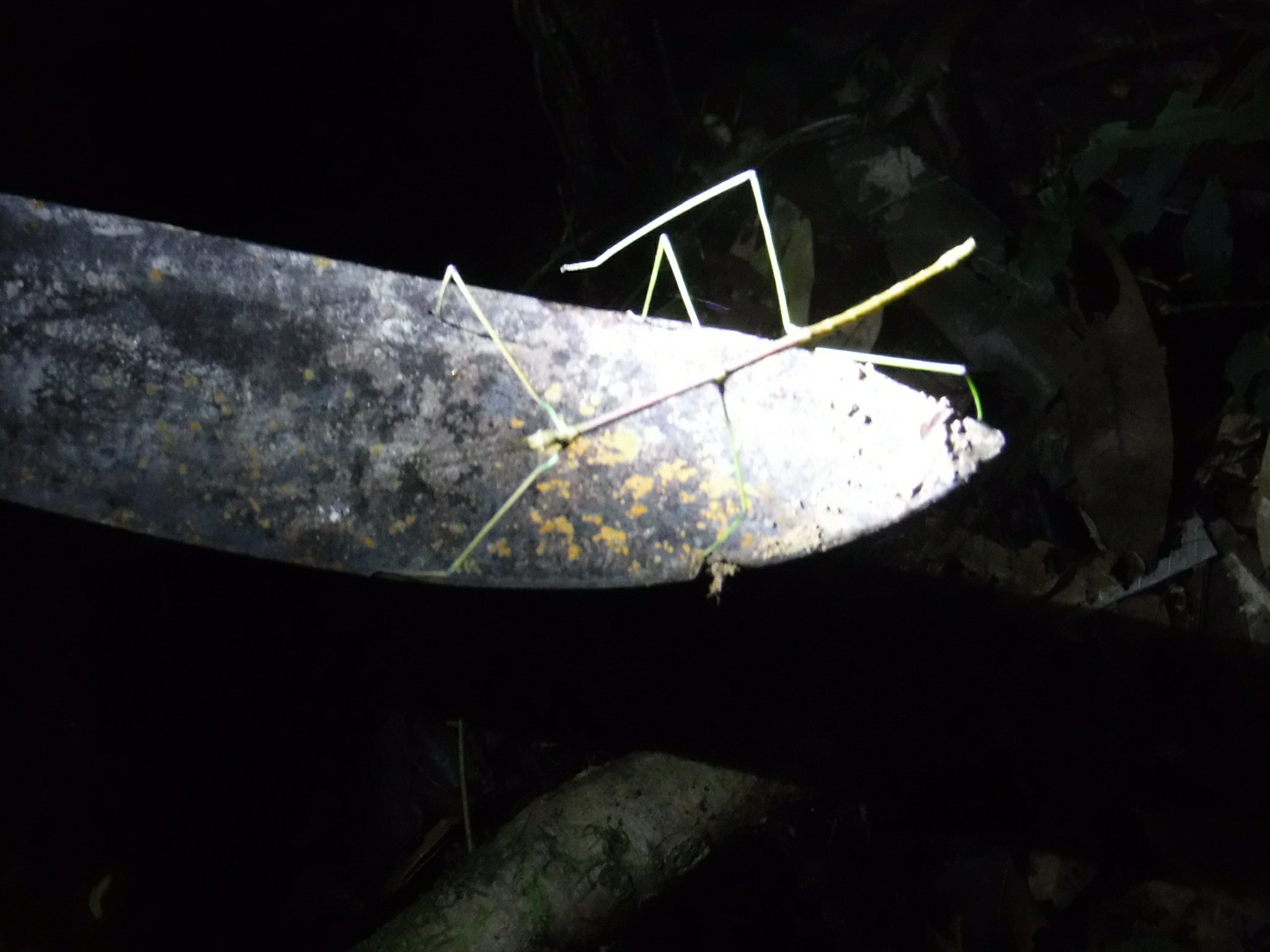 Surprisingly strong stick insect