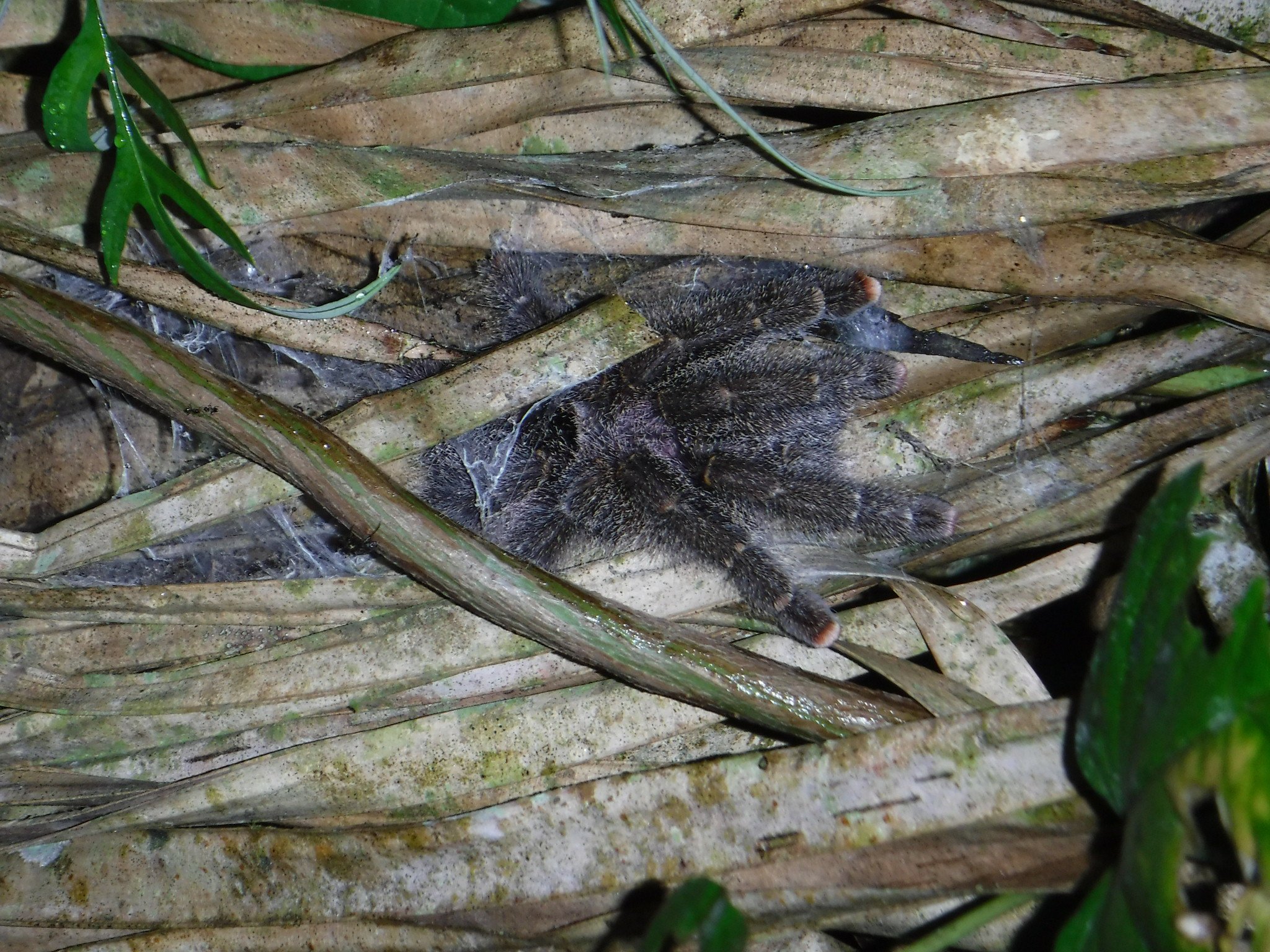 Tangy tarantula