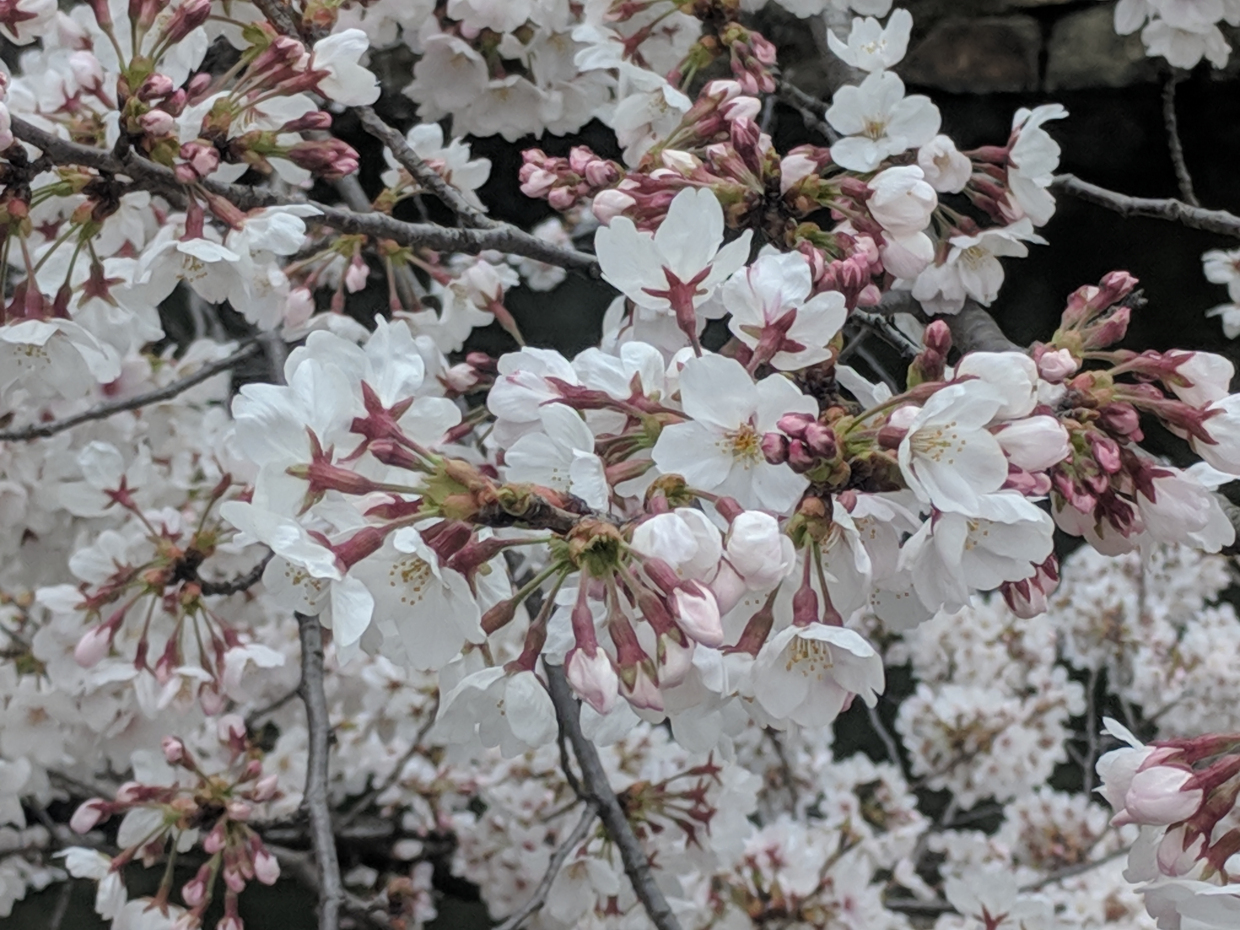 IMG_20190402_125436