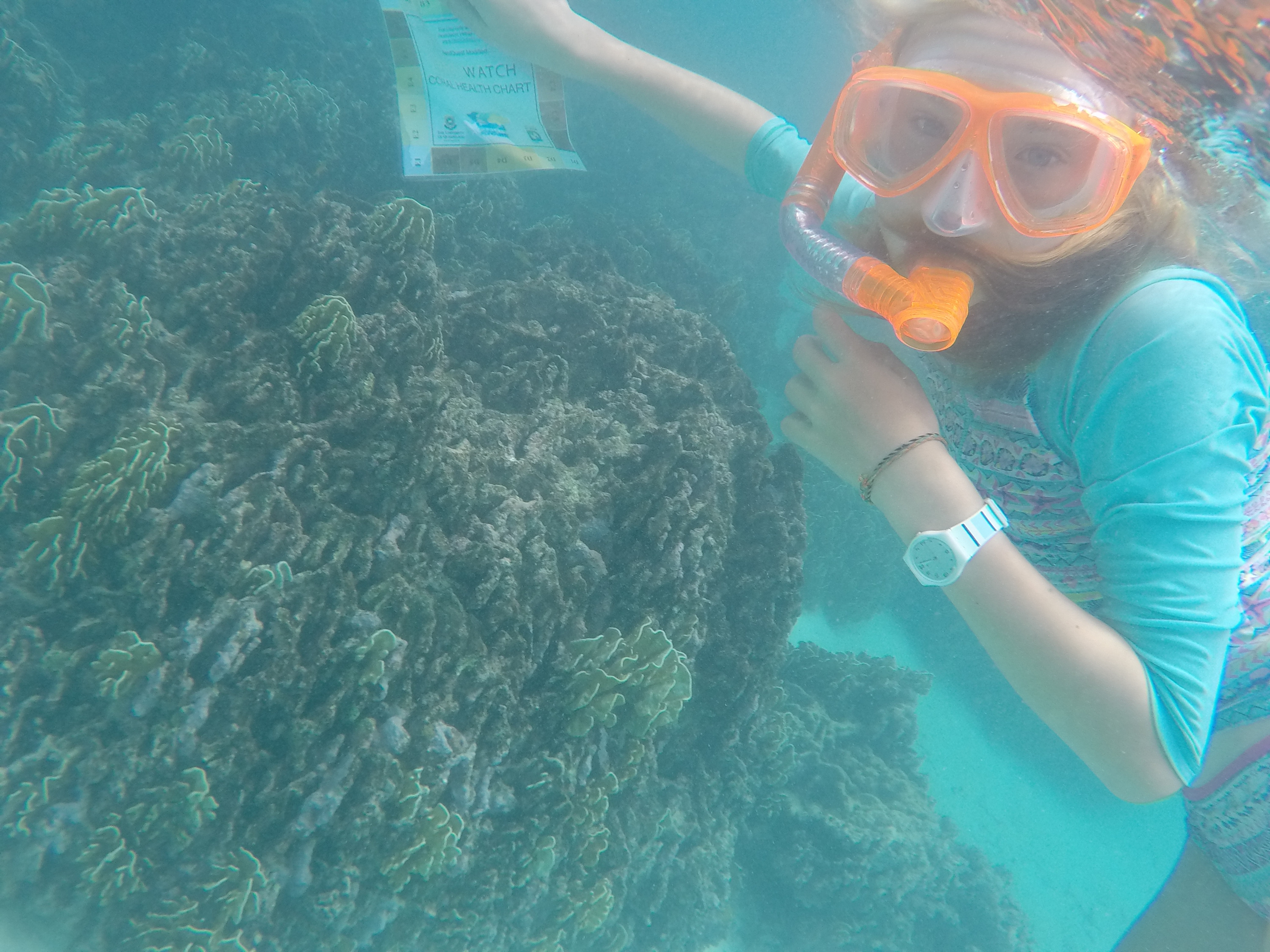 Bellafish in action