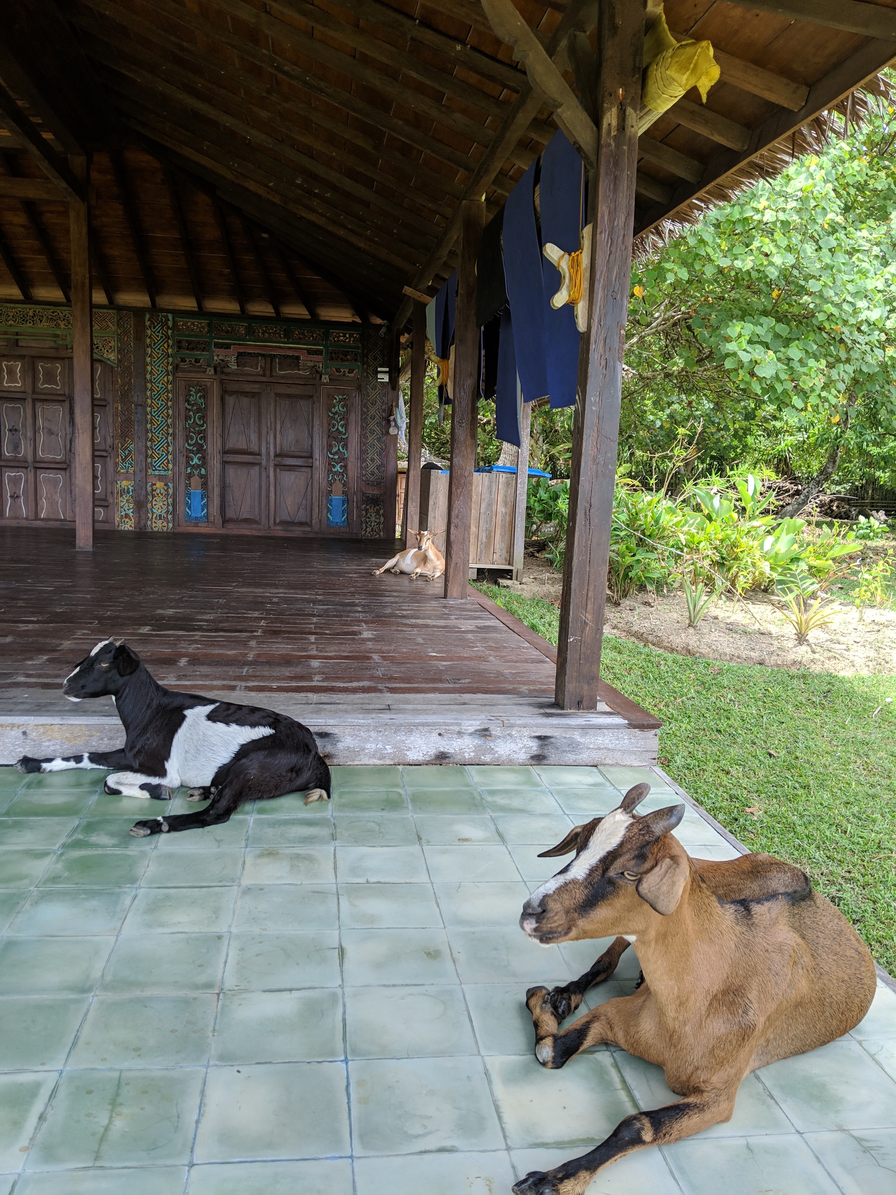 Goats doing yoga
