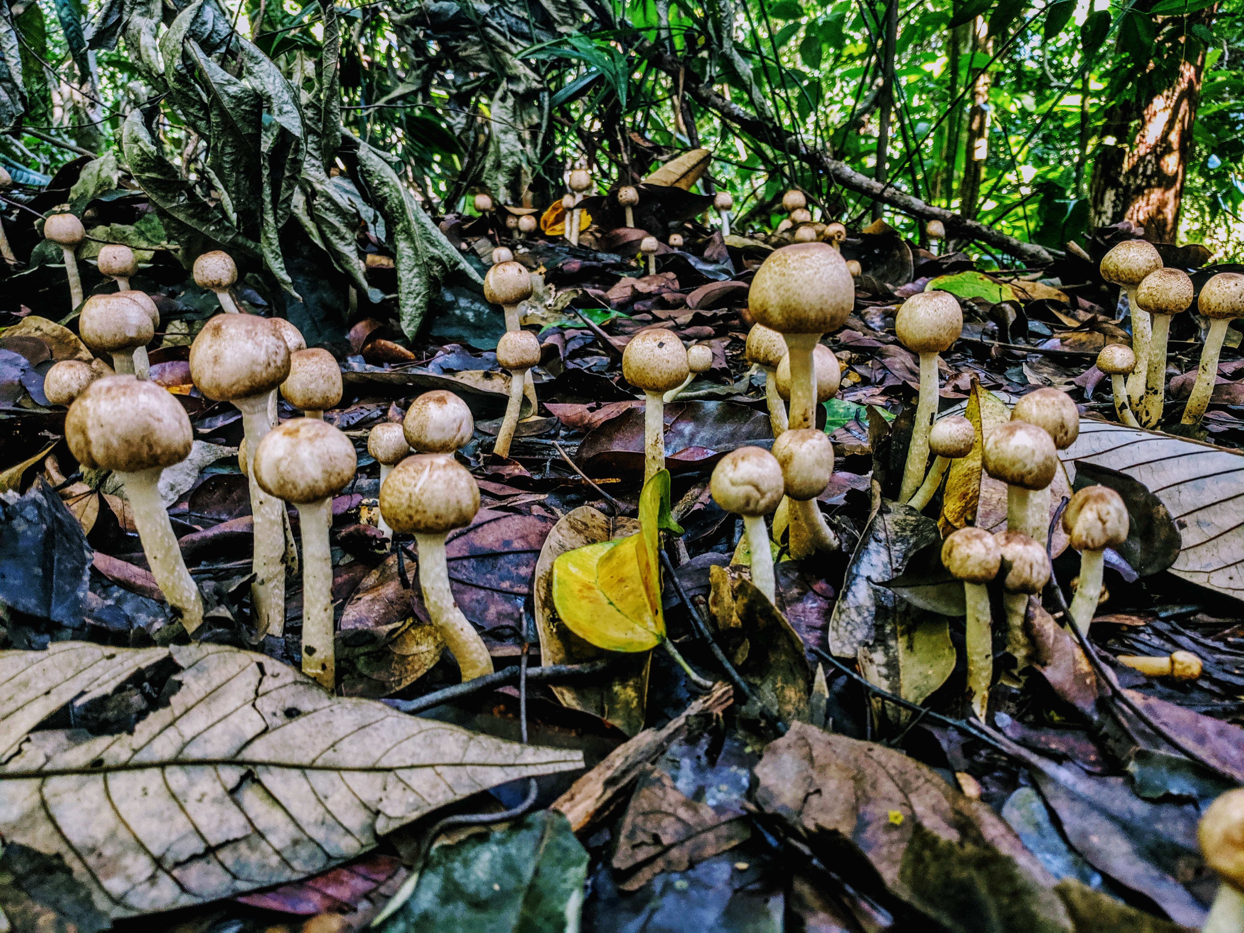 I had a bit of a thing about the fungi