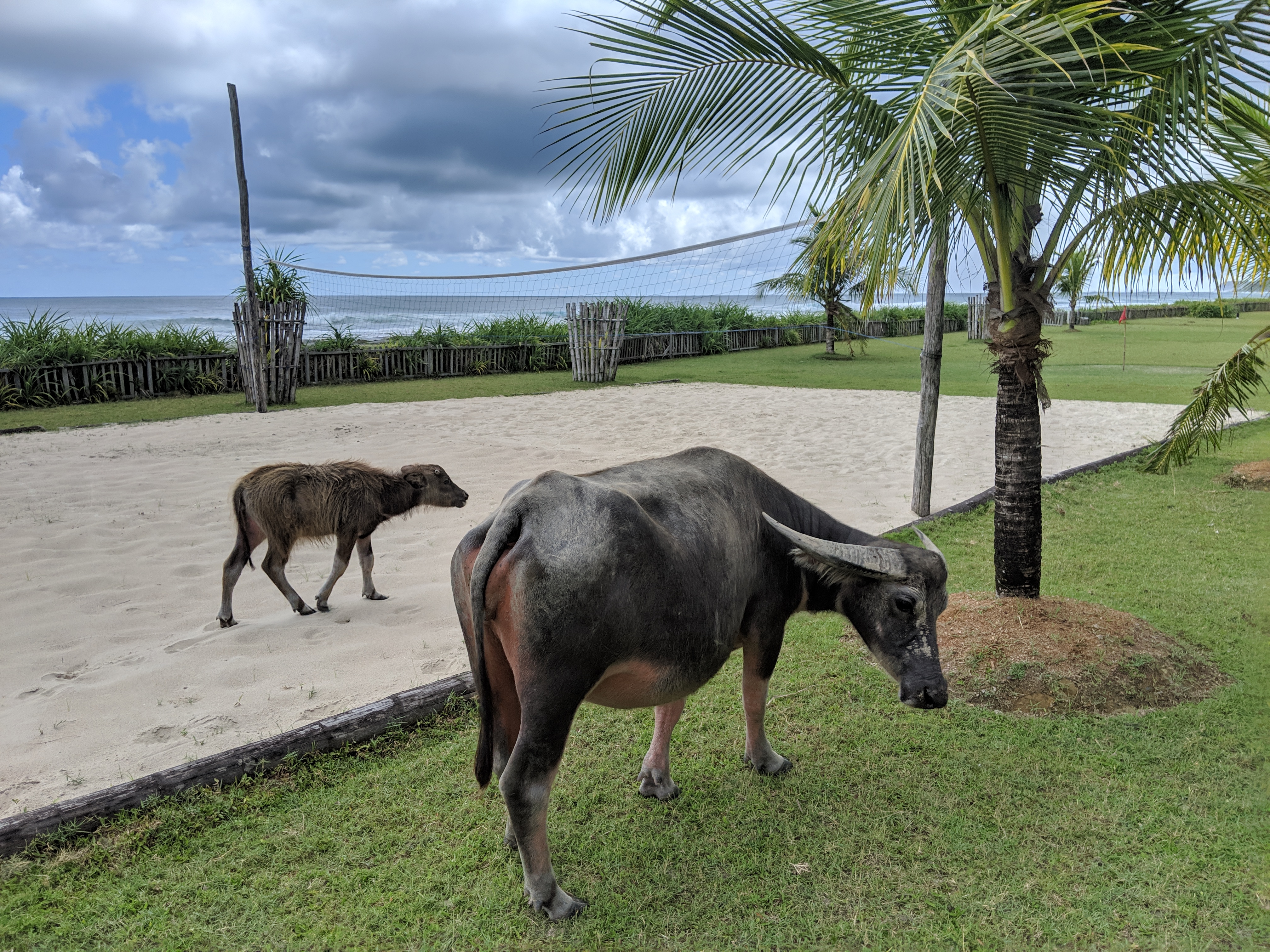 Water buffalo doing volley ball
