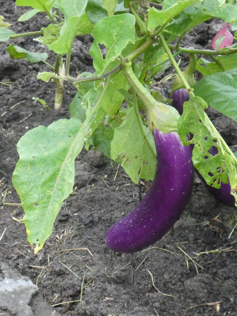 P1050014