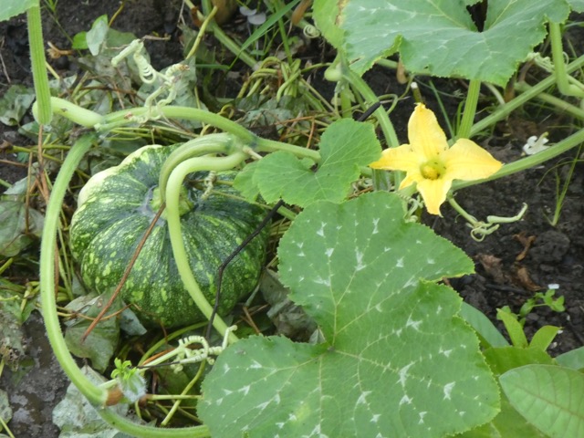 P1050015