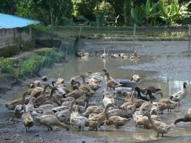 P1040401 (1)