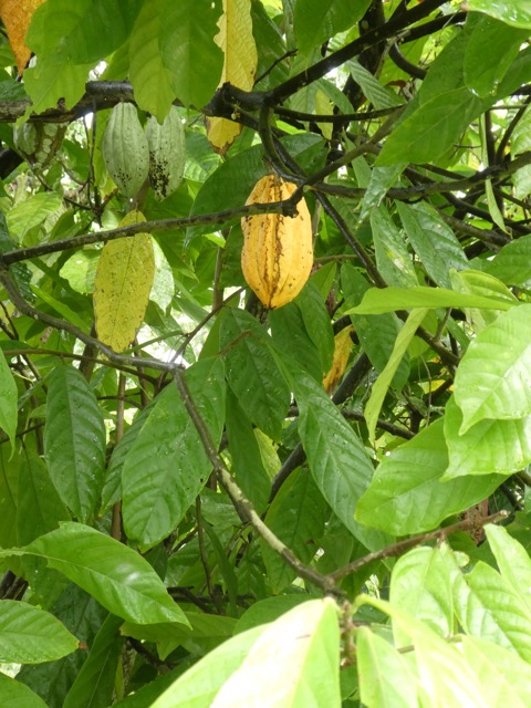 P1040794